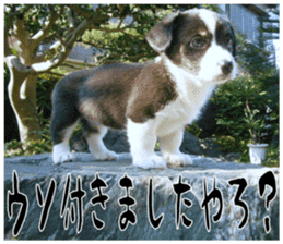 MIEDOG Welsh Corgi Cardigan sticker 11 sticker #15614514