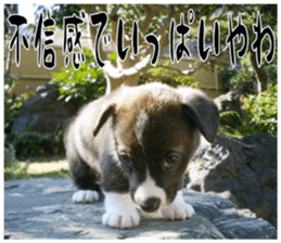 MIEDOG Welsh Corgi Cardigan sticker 11 sticker #15614515