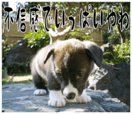 MIEDOG Welsh Corgi Cardigan sticker 11 sticker #15614515
