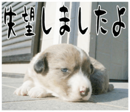 MIEDOG Welsh Corgi Cardigan sticker 11 sticker #15614516