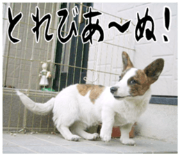 MIEDOG Welsh Corgi Cardigan sticker 11 sticker #15614519