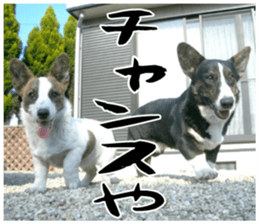 MIEDOG Welsh Corgi Cardigan sticker 11 sticker #15614520