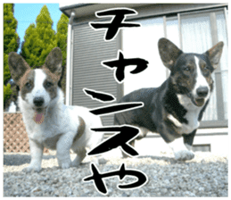 MIEDOG Welsh Corgi Cardigan sticker 11 sticker #15614520