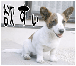 MIEDOG Welsh Corgi Cardigan sticker 11 sticker #15614521