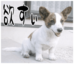 MIEDOG Welsh Corgi Cardigan sticker 11 sticker #15614521