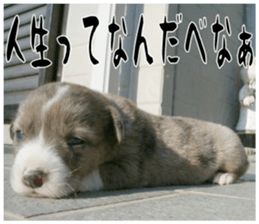 MIEDOG Welsh Corgi Cardigan sticker 11 sticker #15614522