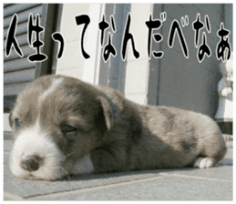 MIEDOG Welsh Corgi Cardigan sticker 11 sticker #15614522