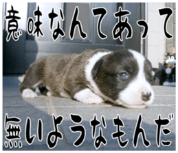 MIEDOG Welsh Corgi Cardigan sticker 11 sticker #15614523