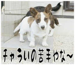 MIEDOG Welsh Corgi Cardigan sticker 11 sticker #15614525