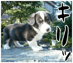 MIEDOG Welsh Corgi Cardigan sticker 11 sticker #15614526