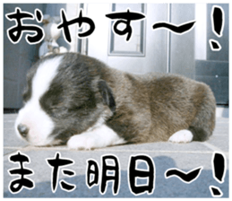 MIEDOG Welsh Corgi Cardigan sticker 11 sticker #15614527