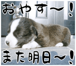 MIEDOG Welsh Corgi Cardigan sticker 11 sticker #15614527
