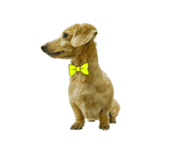 Mr. Tofu's line animated stickers (NO.1) sticker #15615175