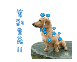 Mr. Tofu's line animated stickers (NO.1) sticker #15615180