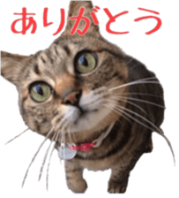 Our cats(miiko) sticker #15618786