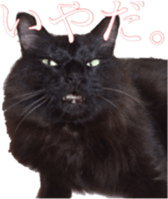 Our cats(miiko) sticker #15618789