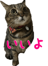 Our cats(miiko) sticker #15618790