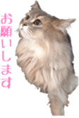Our cats(miiko) sticker #15618791