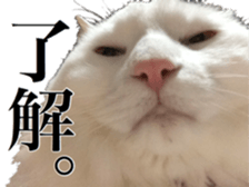 Our cats(miiko) sticker #15618793