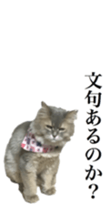 Our cats(miiko) sticker #15618795