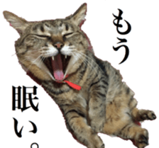 Our cats(miiko) sticker #15618796