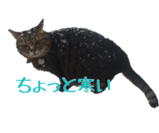 Our cats(miiko) sticker #15618797