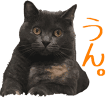 Our cats(miiko) sticker #15618798