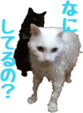 Our cats(miiko) sticker #15618800