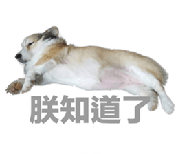 vivi dog sticker #15621429