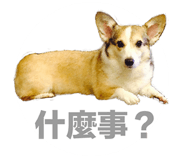 vivi dog sticker #15621430