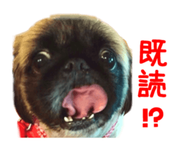 Real DOG Pekingese sticker #15627266