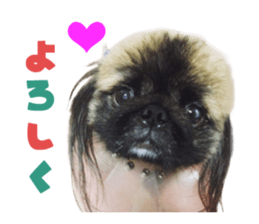 Real DOG Pekingese sticker #15627267