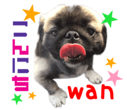 Real DOG Pekingese sticker #15627268