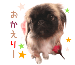 Real DOG Pekingese sticker #15627269