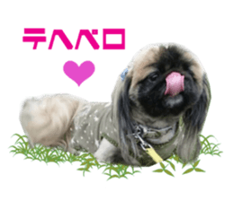 Real DOG Pekingese sticker #15627270