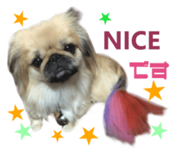 Real DOG Pekingese sticker #15627272
