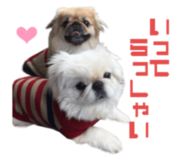 Real DOG Pekingese sticker #15627273