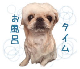 Real DOG Pekingese sticker #15627274