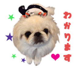 Real DOG Pekingese sticker #15627275