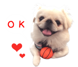 Real DOG Pekingese sticker #15627276