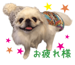 Real DOG Pekingese sticker #15627277