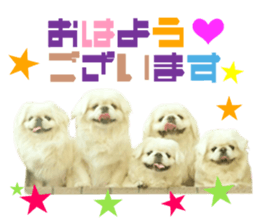 Real DOG Pekingese sticker #15627278