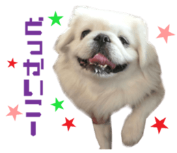 Real DOG Pekingese sticker #15627279