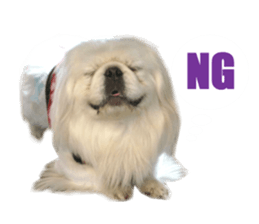 Real DOG Pekingese sticker #15627280