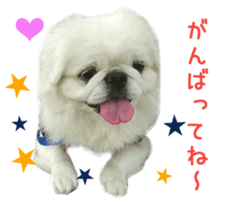 Real DOG Pekingese sticker #15627281