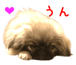 Real DOG Pekingese sticker #15627282