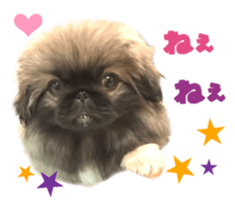Real DOG Pekingese sticker #15627283