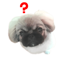 Real DOG Pekingese sticker #15627284