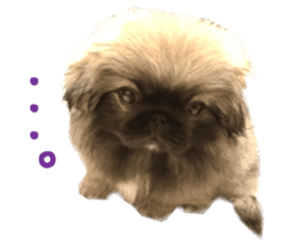 Real DOG Pekingese sticker #15627285