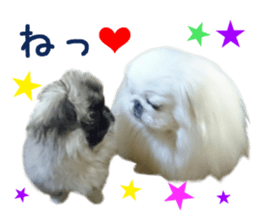 Real DOG Pekingese sticker #15627286